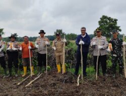 Kapolsek Rambutan Pimpin Penanaman Jagung Kuartal III