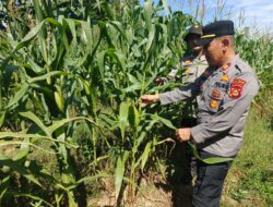 Kapolsek Betung Tinjau Perkembangan Tanaman Jagung