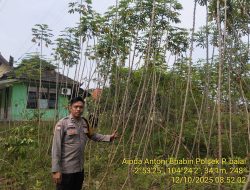 Bhabinkamtibmas Polsek Pangkalan Balai gelorakan Program Pekarangan Pangan Bergizi di Warga Binaannya.