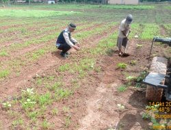 Bhabinkamtibmas Galakkan Program P2B, Dukung Swasembada Pangan Nasional