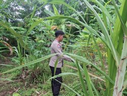 Bhabinkamtibmas Polsek Rantau Bayur Gerakkan Masyarakat Dukung Program P2B dan Swasembada Pangan