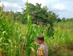 Bhabinkamtibmas Polsek Air Kumbang Dorong Swasembada Pangan Melalui Program P2B di Desa Sidomulyo