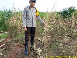 Polsek Talang Kelapa Awasi dan Rawat Lahan Jagung untuk Dukung Ketahanan Pangan