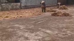 Diduga Tak Disediakan APD, Pekerja Sabut Kelapa di Desa sri tiga, Sumber Marga Telang Terancam Keselamatan