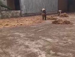 Diduga Tak Disediakan APD, Pekerja Sabut Kelapa di Desa sri tiga, Sumber Marga Telang Terancam Keselamatan