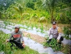 Polsek Mariana Ajak Warga Desa Cinta Manis Lama Perkuat Swasembada Pangan Lewat Program P2B