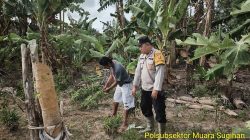Bhabinkamtibmas Polsek Muara Padang Dampingi Warga Tanam Cabai untuk Perkuat Swasembada Pangan Nasional
