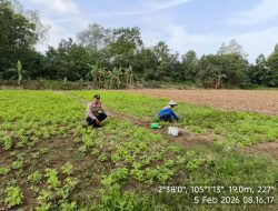 Bhabinkamtibmas Polsek Makarti Jaya Ajak Warga Kembangkan Tanaman Kacang Tanah untuk Perkuat Swasembada Pangan