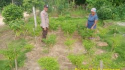 Bhabinkamtibmas Polsek Tungkal Ilir Gencar Sosialisasikan Program P2B Demi Dukung Swasembada Pangan Nasional