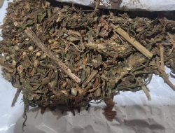 Operasi Undercover Buy Dipimpin Unit Satu Ipda Rio, Polres Banyuasin Jaring Dua Bersaudara Pengedar Ganja di Betung, 37,34 Gram Disita