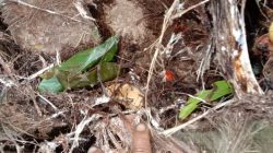 Maraknya Pencurian Buah Kelapa Sawit di SP4 Embacang Permai, Warga Soroti Kinerja KUD Jadi Mandiri dan PAM