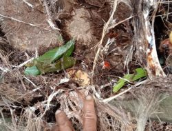 Maraknya Pencurian Buah Kelapa Sawit di SP4 Embacang Permai, Warga Soroti Kinerja KUD Jadi Mandiri dan PAM