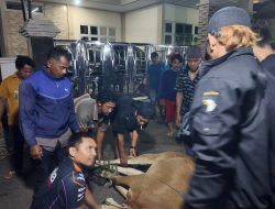 KJMUI Konsisten Bina Mualaf Pedalaman Kalbar, 4 Sapi dan 1 Kambing Disalurkan ke Pelosok