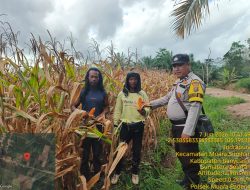Dukung Ketahanan Pangan, Polres Banyuasin Panen Jagung di Lahan Rawan Hama dan Curah Hujan Tinggi