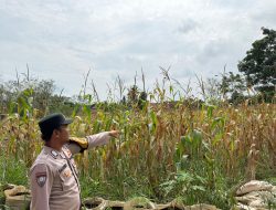 Dukung Ketahanan Bhabinkamtibmas Polsek Belitang III Laksanakan Pengecekan Lahan Ketahanan Pangan