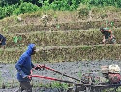 Sinergi Ketahanan Pangan, Babinsa Selorejo Turun Ke Sawah Bantu Warga Siapkan Lahan Padi